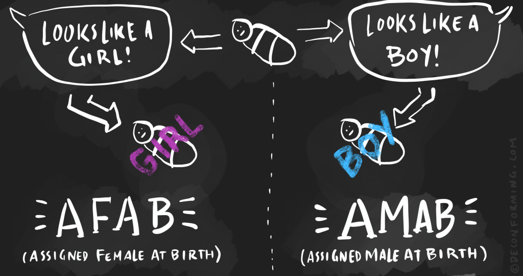 afab vs amab gender illustration